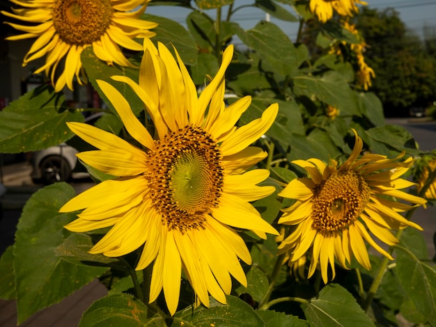 Foto sonnenblume in sonnenblumenfarm mit arbeitspfad