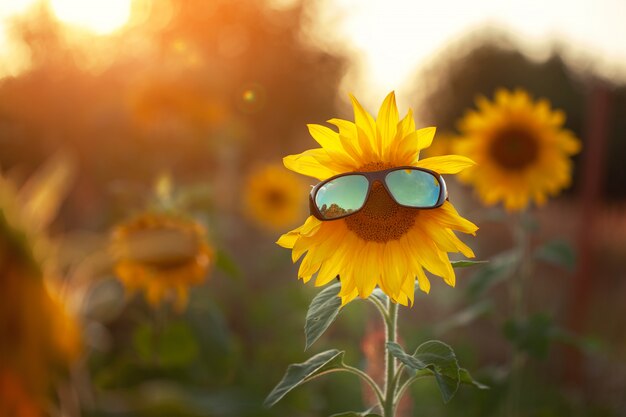 Sonnenblume in Sonnenbrille an einem Sommertag