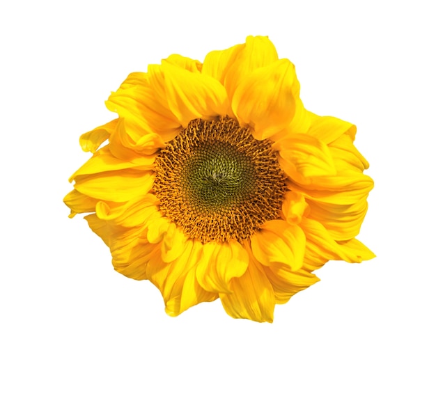 Sonnenblume isoliert auf weiss, Nahaufnahme