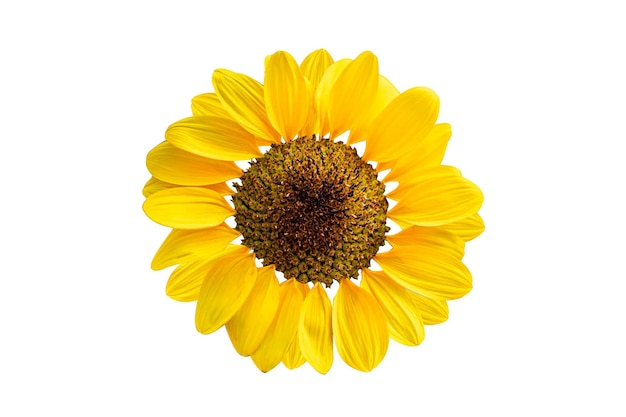 Sonnenblume lokalisiert auf weißem Hintergrund mit Beschneidungspfad