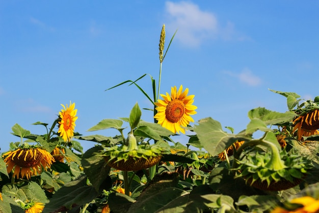 Sonnenblume mit blauem Himmel.