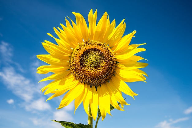 Foto sonnenblume mit blauem himmel