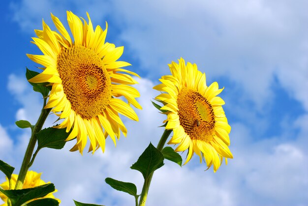 Sonnenblume mit blauem Himmel