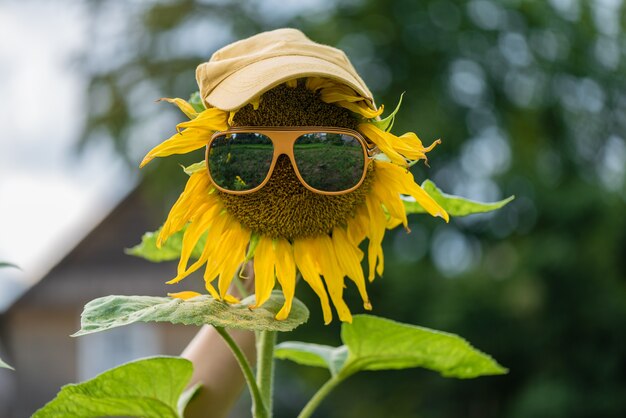 Sonnenblume mit Brille und Mütze auf dem Feld