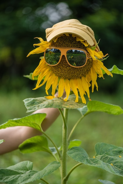 Sonnenblume mit Brille und Mütze auf dem Feld