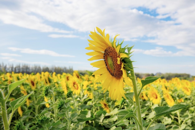 Sonnenblume mit dem Himmel