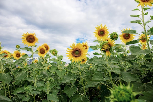 Sonnenblume mit der Wolke am Himmel bei Sonnenlicht.