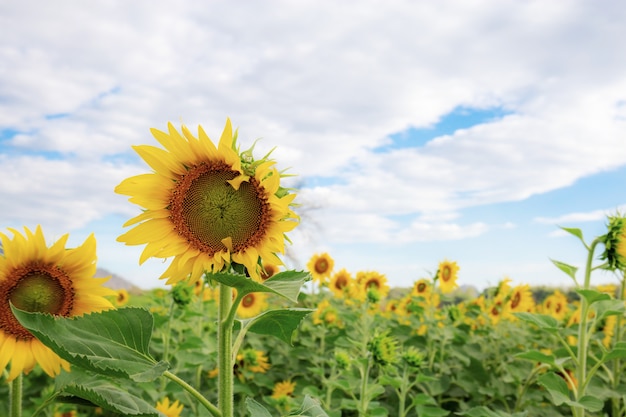 Sonnenblume mit der Wolke.