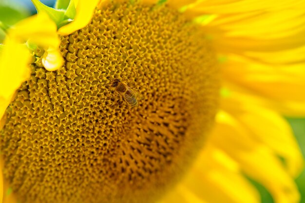 Sonnenblume mit einer Honigbiene Blühendes Sonnenblumenfeld am Sommertag Insekt bestäubt Pflanze