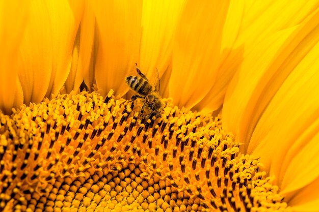 Sonnenblume mit gelben Blütenblättern