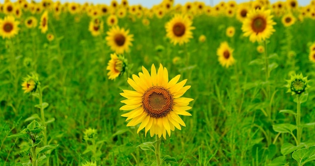 Sonnenblume mit grünem Knospen Sonnenblumenblüte gesunder Lebensstil Ökologie Bio-Landwirtschaft Kleinbetrieb