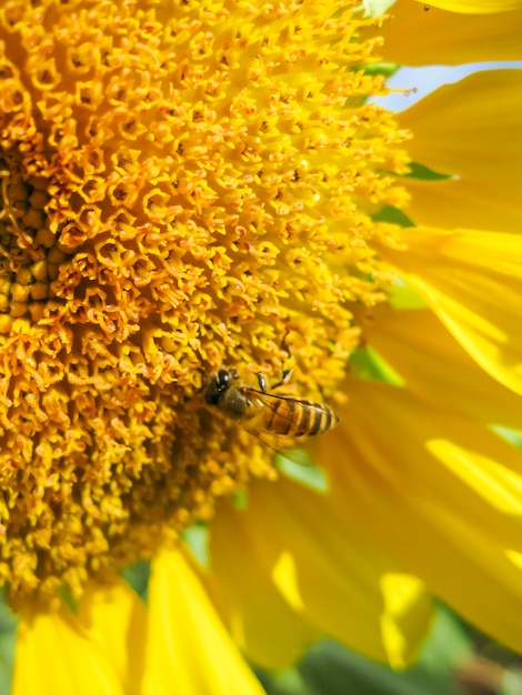 Sonnenblume mit hellem Gelbgold mit kleinen Honigbienen