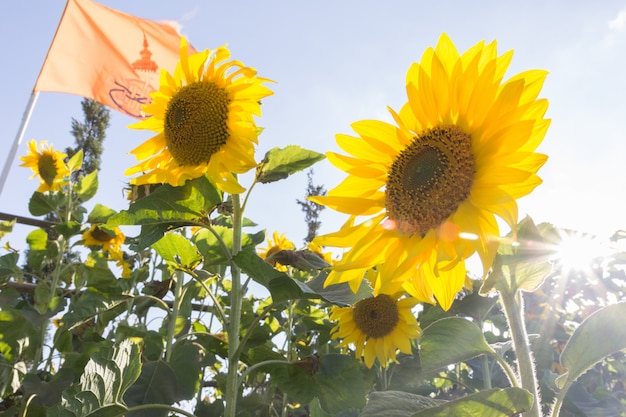 Sonnenblume mit Himmel und schöner Sonne