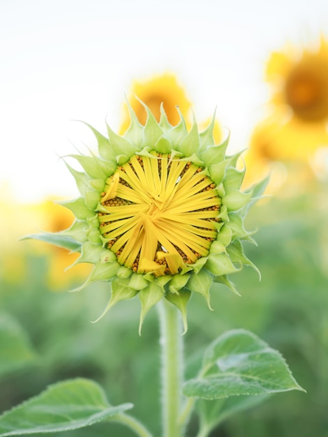 Sonnenblume mit Hintergrund des blauen Himmels