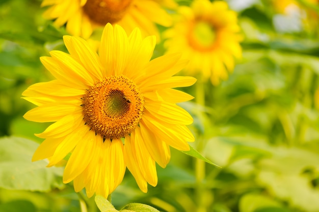 Sonnenblume mit Knospe Sonnenblumenblüte.Organic Farming Naturkonzept