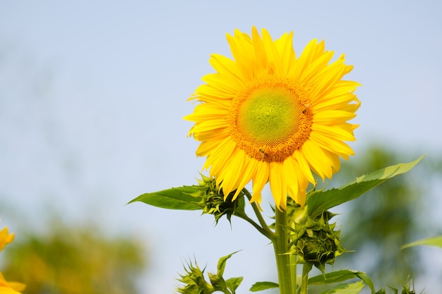 Sonnenblume mit Knospe Sonnenblumenblüte.Organic Farming Naturkonzept