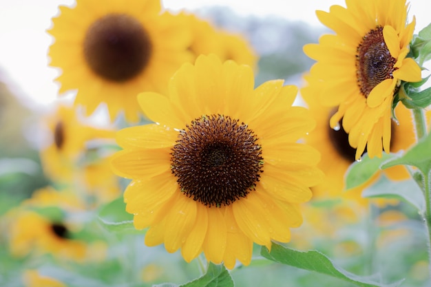 Sonnenblume mit schönem bei Sonnenaufgang.