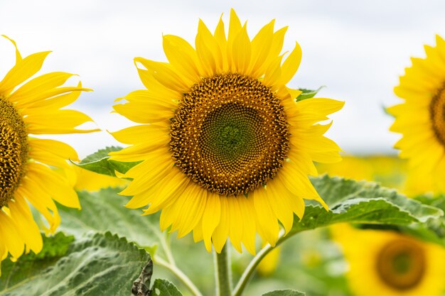 Sonnenblume nah oben in einem Feld