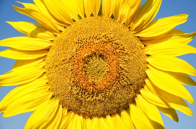 Sonnenblume natürlich