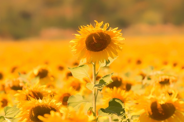 Sonnenblume natürlich.