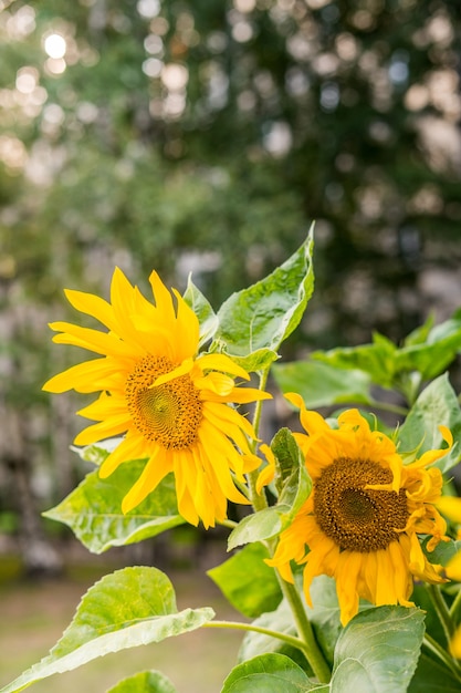 Sonnenblume natürlichen Hintergrund Sonnenblume blühende Nahaufnahme von Sonnenblumen