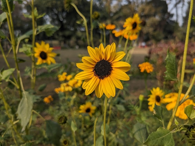 Sonnenblume Stock Foto