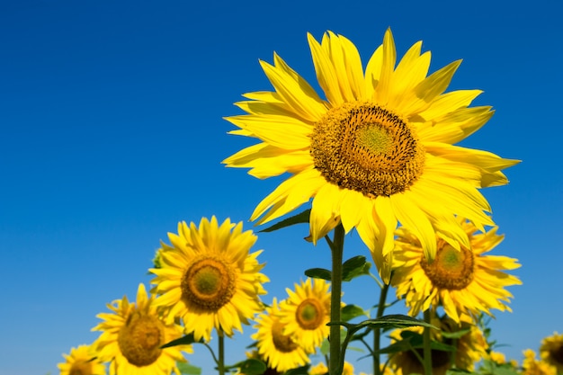 Sonnenblume über bewölktem blauem Himmel