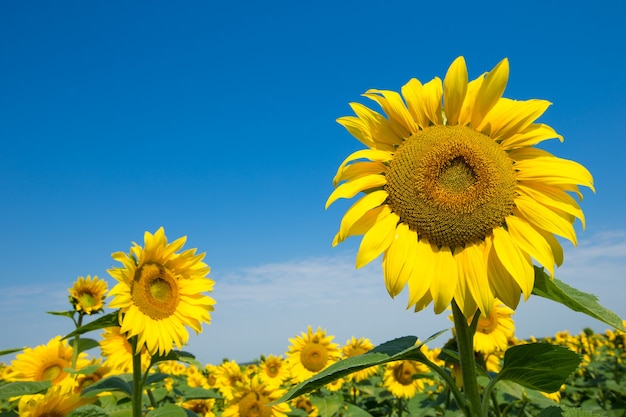 Sonnenblume über bewölktem blauem Himmel