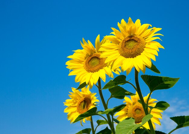 Sonnenblume über bewölktem blauem Himmel