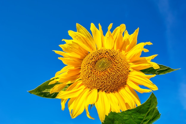 Sonnenblume über blauem Sommerhimmel