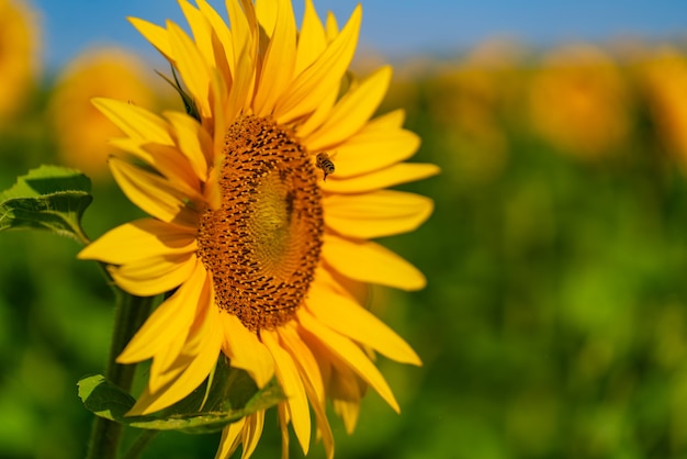 Sonnenblume über unscharfem Feld mit gelben Blüten der Blüte. Helles Sonnenlicht. Sonnenblumenfeld. Selektiver Fokus