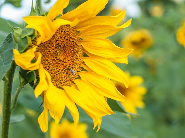 Sonnenblume und Biene drauf im Feld am Sommertag