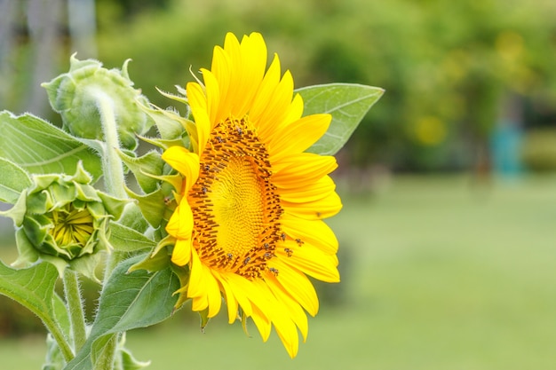 Sonnenblume und grünes Blatt