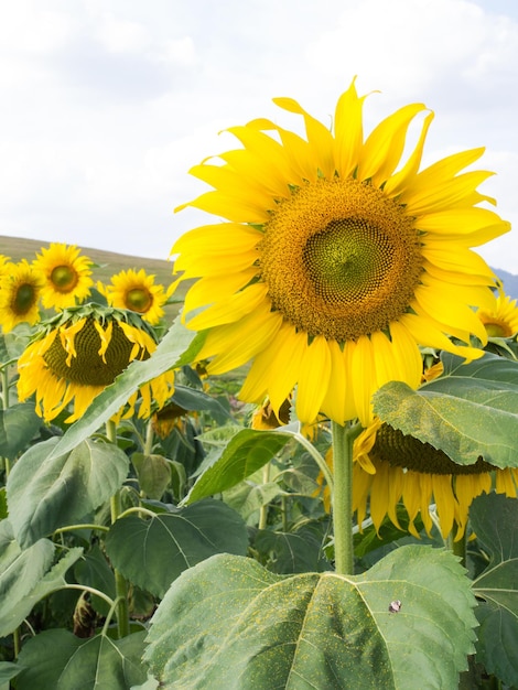 Sonnenblume unter bewölktem blauem Himmel