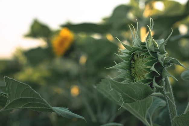 Sonnenblume vor der Blüte in einem landwirtschaftlichen Bereich Grüne Sonnenblume auf Laub Hintergrund