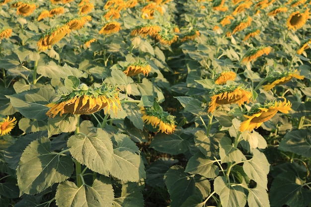 Sonnenblume zu ernten