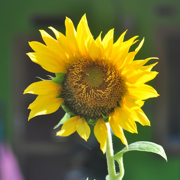 Sonnenblume