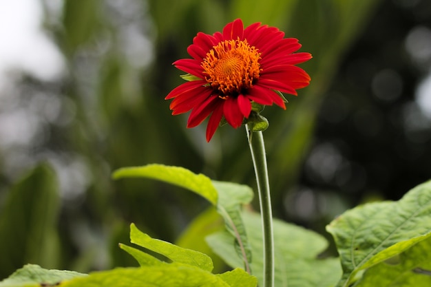 Foto sonnenblume