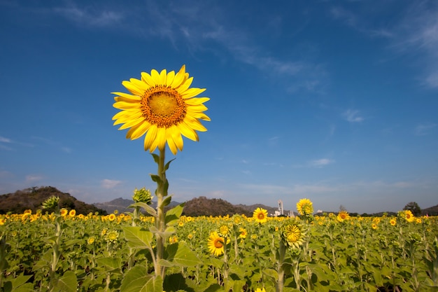 Sonnenblume