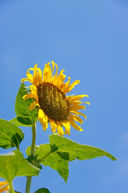 Sonnenblume