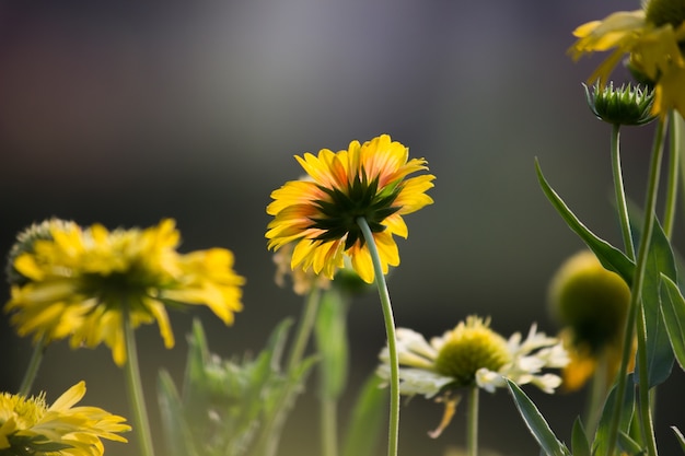 Sonnenblume