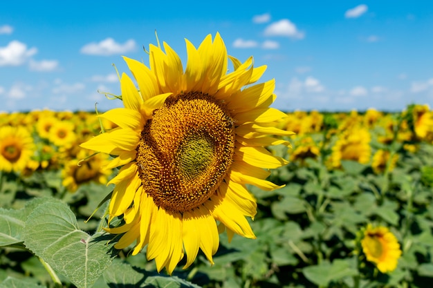 Sonnenblumen am blauen Himmel