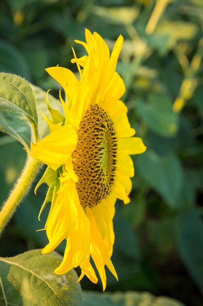 Sonnenblumen am frühen Abend als Sonnenuntergang