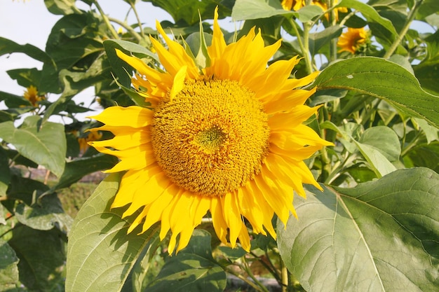 Sonnenblumen am Nachmittag