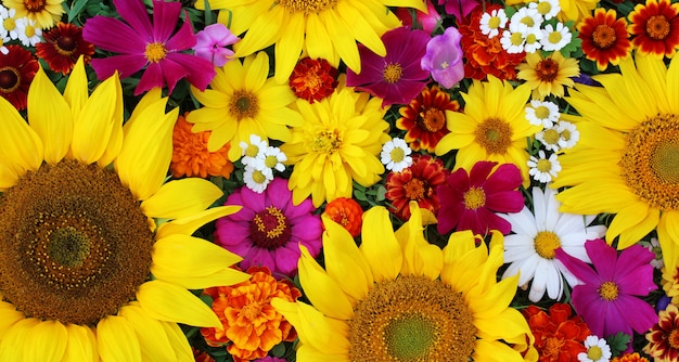 Sonnenblumen, Ansicht von oben. Textur der verschiedenen Blumen.