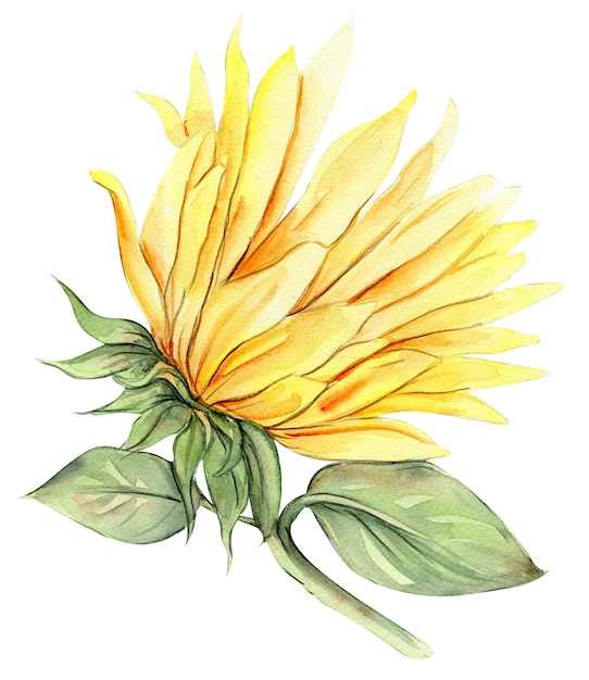 Sonnenblumen-Aquarellblume