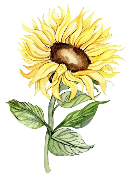 Sonnenblumen-Aquarellblume