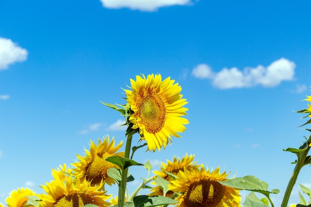 Sonnenblumen auf dem blauen Himmel Hintergrund Landwirtschaft Landwirtschaft ländliche Wirtschaft Agronomie-Konzept