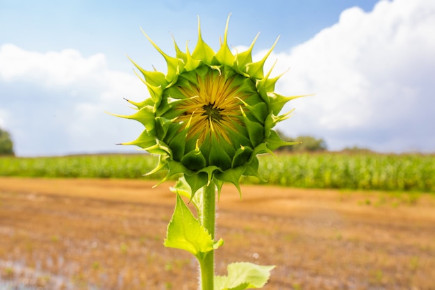 Sonnenblumen auf dem Feld an einem hellen sonnigen Sommertag. Sonnenblumensamen.