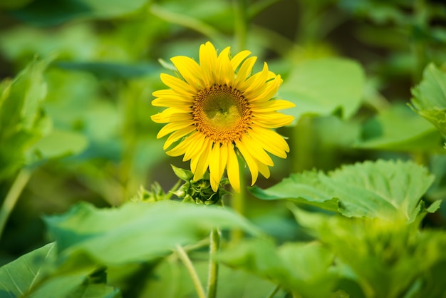 Sonnenblumen auf dem Gebiet